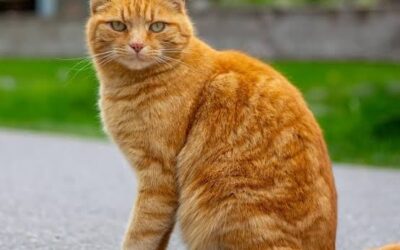 George